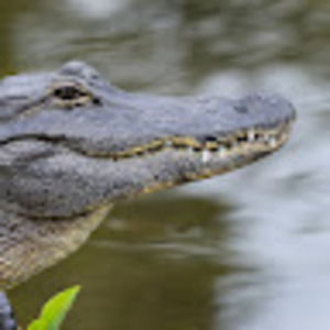 Meet your Posher, Darci